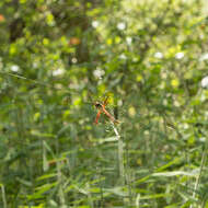 Imagem de Argiope trifasciata kauaiensis Simon 1900