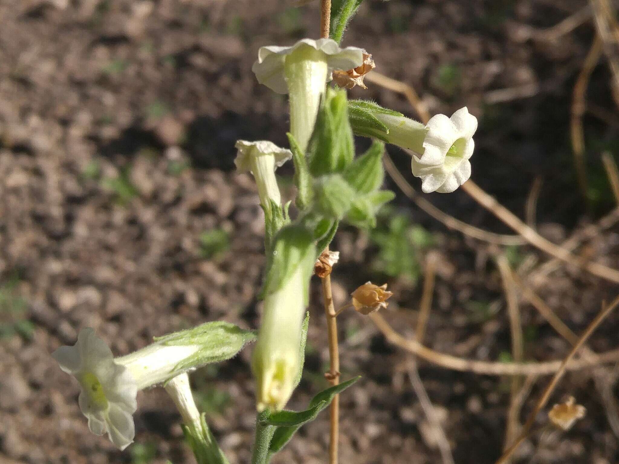 Image of desert tobacco,