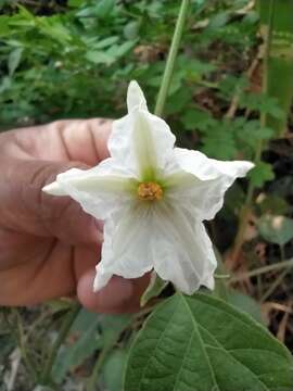 صورة Lycianthes arrazolensis (Coult.) Bitter