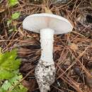 Plancia ëd Amanita subsolitaria (Murrill) Murrill 1941