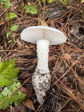 Plancia ëd Amanita subsolitaria (Murrill) Murrill 1941