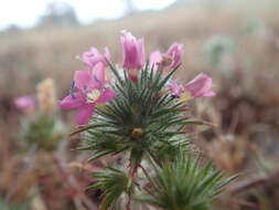 Image of sticky pincushionplant