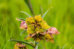 صورة Pachycarpus coronarius E. Mey.