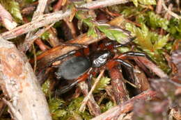 Image of Gnaphosa bicolor (Hahn 1833)