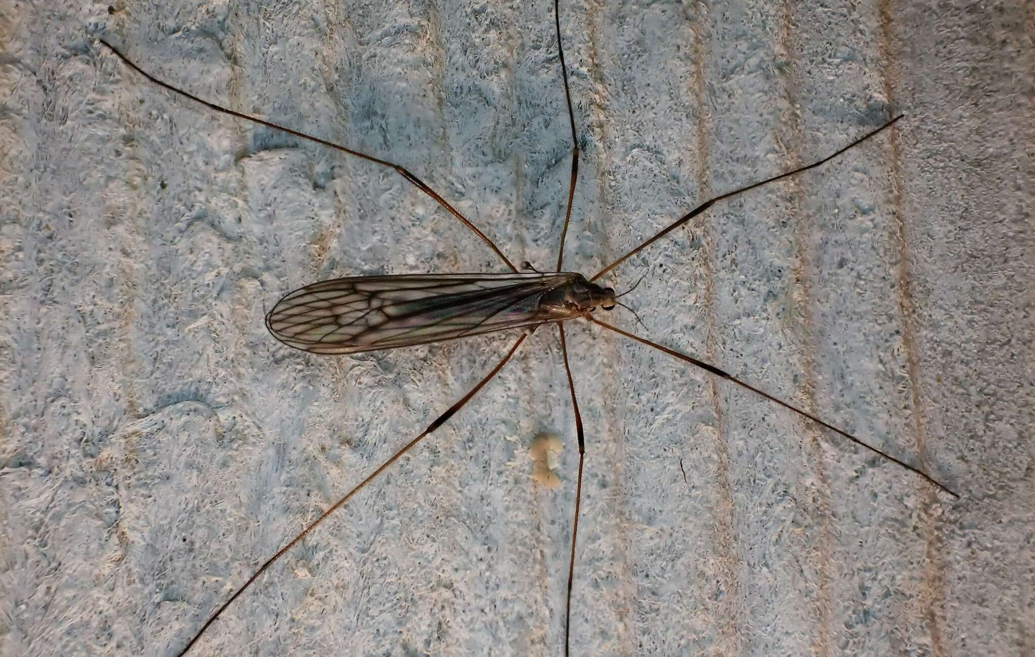 Image of Crane fly