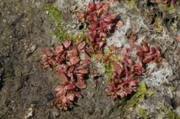 Image of California Waterwort