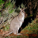 Image of <i>Onychogalea frenata</i> Gray 1841