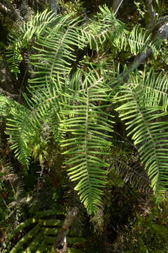 Image de Gleichenia dicarpa R. Br.