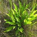 Image of Leptostelma tweediei (Hook. & Arn.) D. J. N. Hind & G. L. Nesom