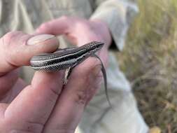 Image of Bold-striped Cool-skink