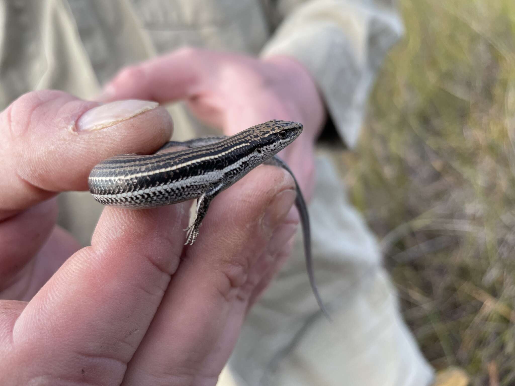 Image of Bold-striped Cool-skink