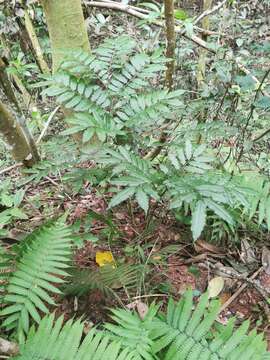 Plancia ëd Angiopteris madagascariensis de Vriese