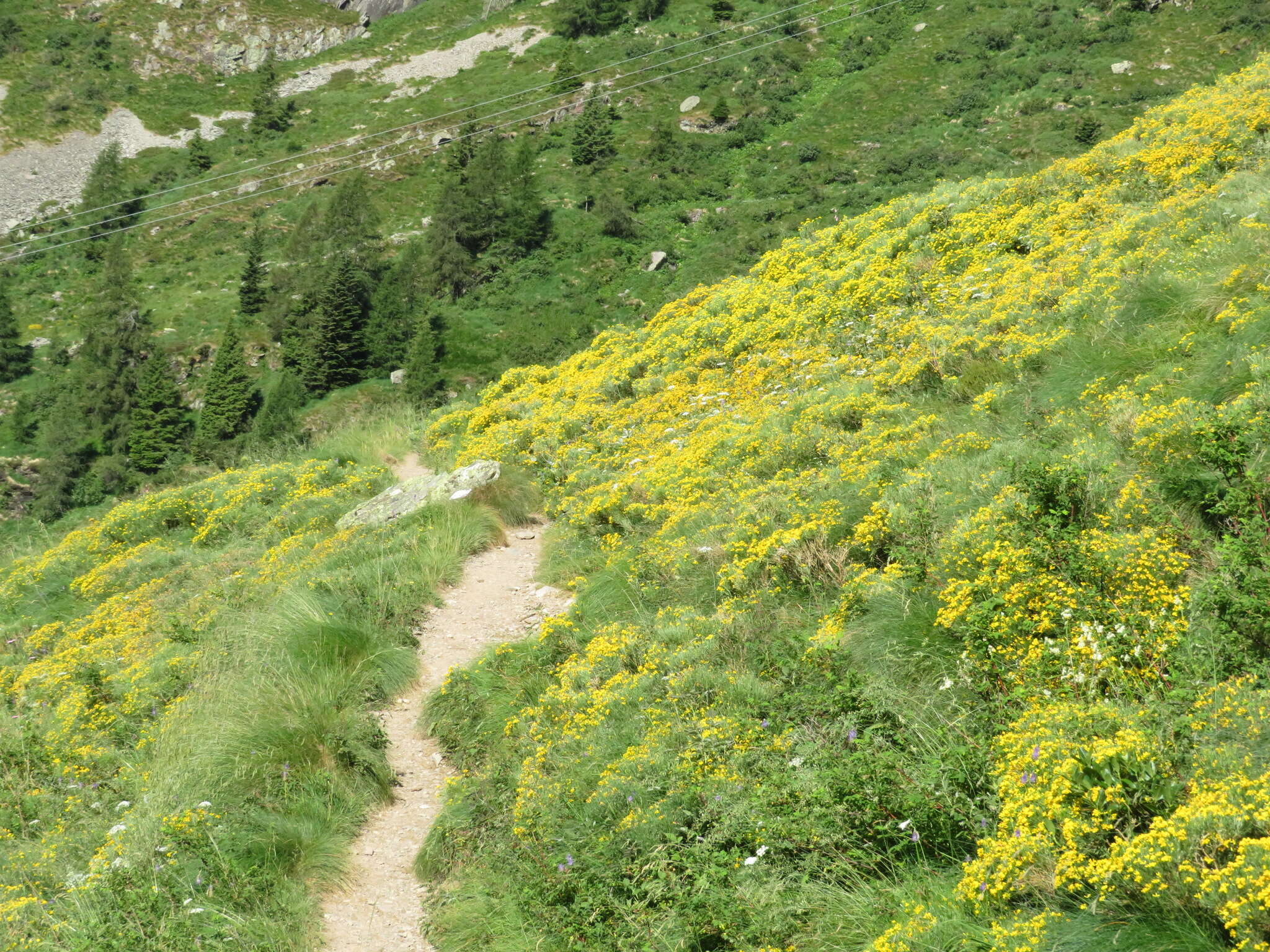 Imagem de Genista radiata (L.) Scop.