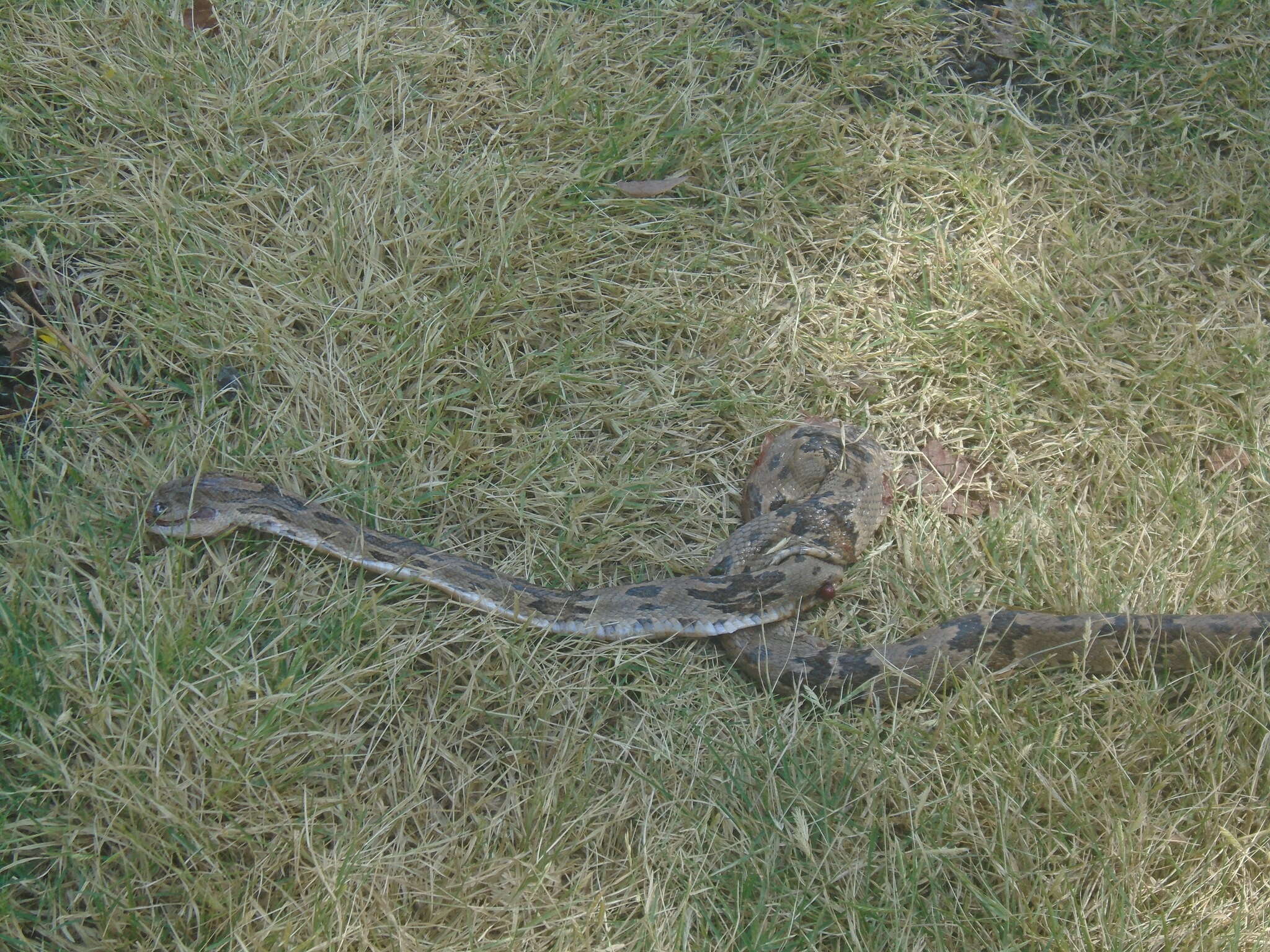 Image of Coastal Lyre Snake