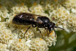 Image of Hylaeus nigritus (Fabricius 1798)