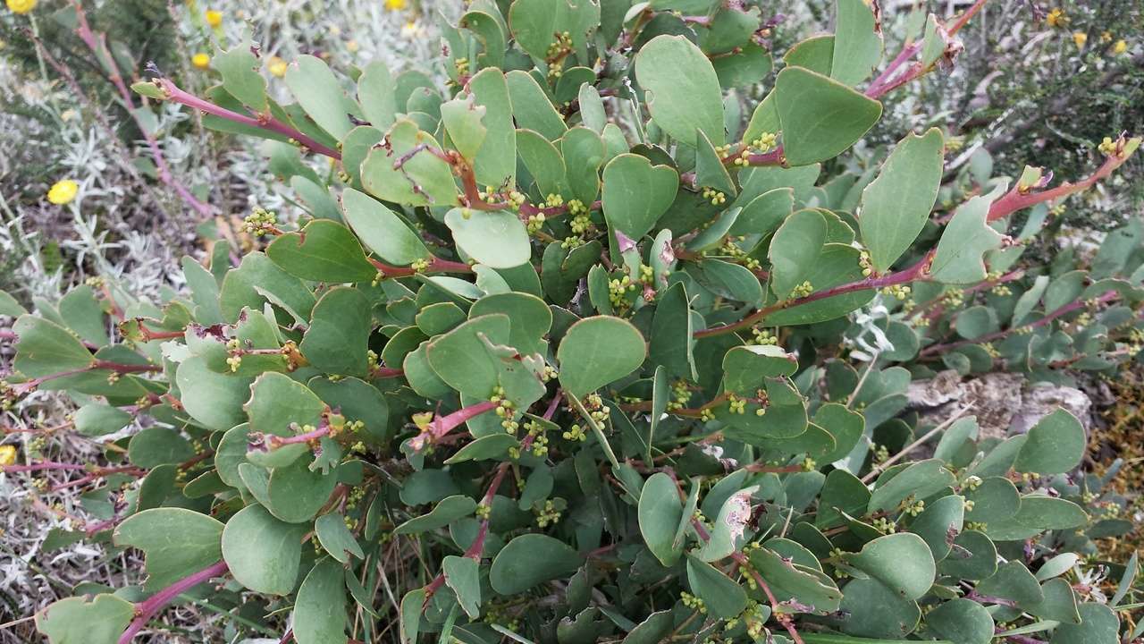 Image of Acacia alpina F. Muell.