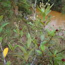 Image of Pancheria alaternoides Brongn. & Gris