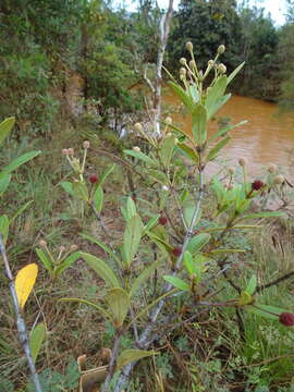 Image of Pancheria alaternoides Brongn. & Gris