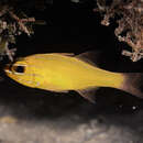 Image of Yellow cardinalfish