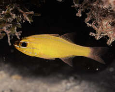 Image of Yellow cardinalfish