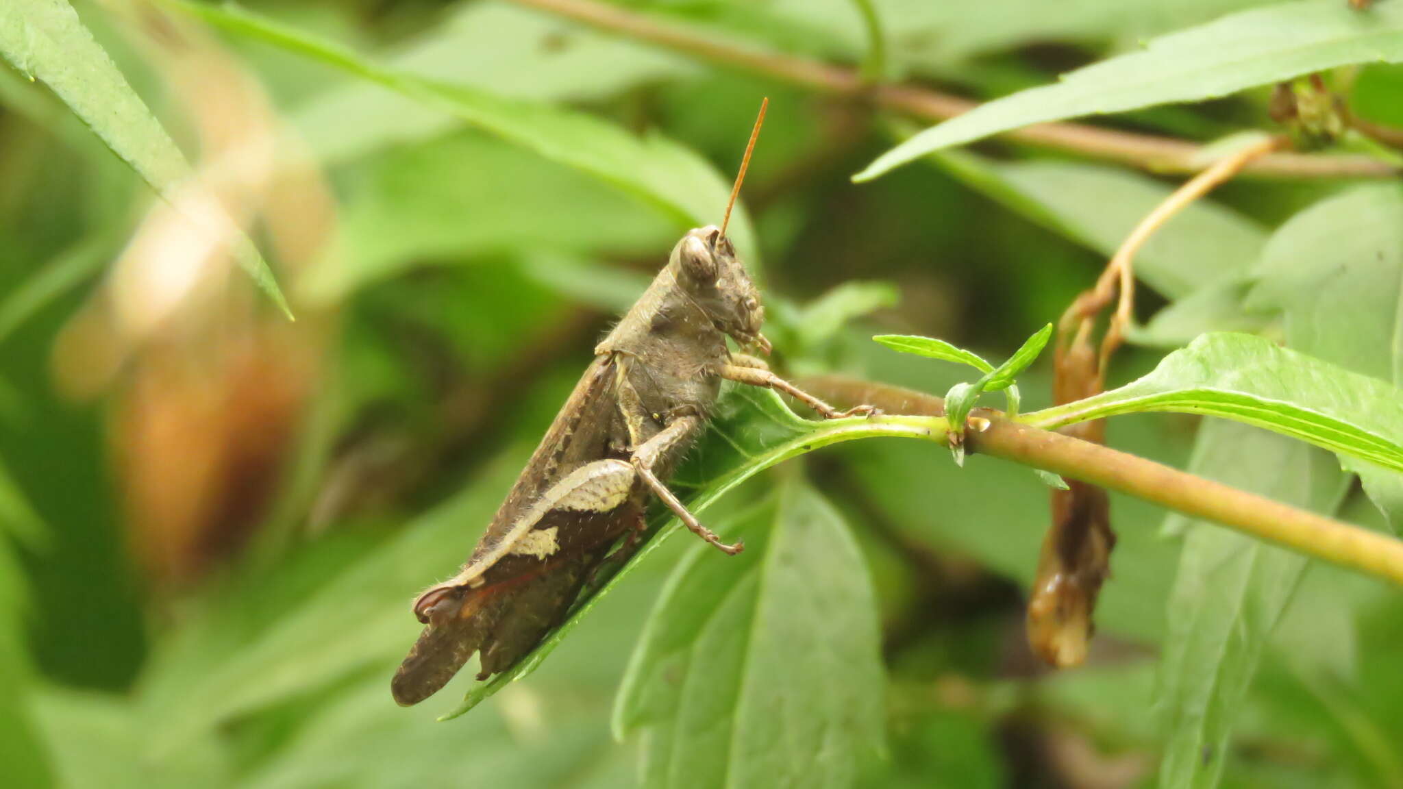 Image of Xenocatantops brachycerus (Willemse & C. 1932)