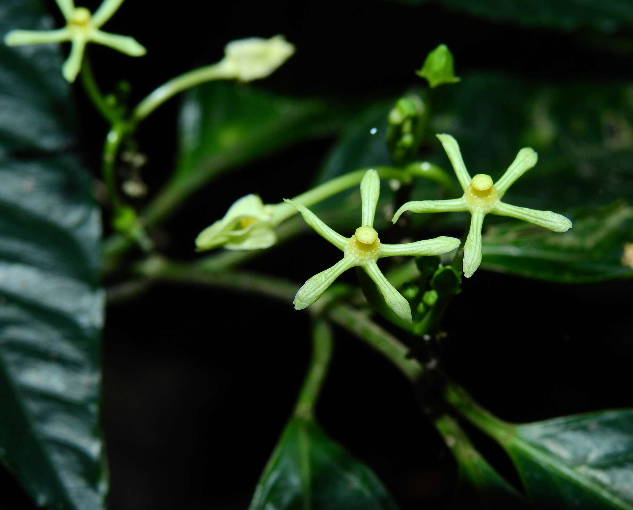 Image of Matelea graciliflora Krings & Morillo