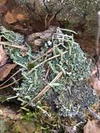 Слика од Cladonia ochrochlora Flörke