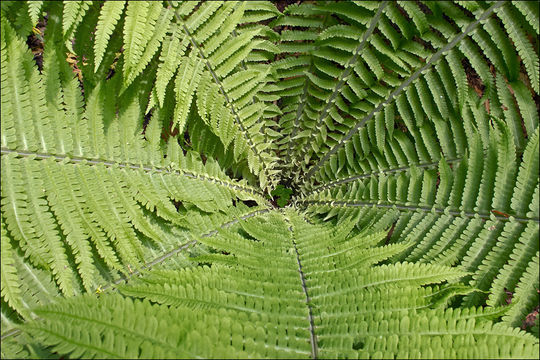 Image of ostrich fern