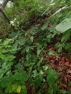 Image of Edible aster