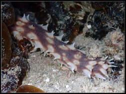 Image of Sand sifting sea cucumber