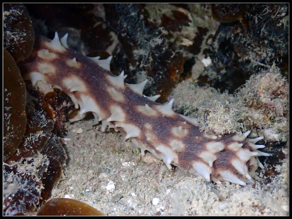 Image of Sand sifting sea cucumber