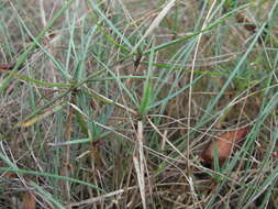 Image of Dianthus acantholimonoides Schischk.