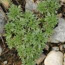 Image of Artemisia aschurbajewii C. Winkl.