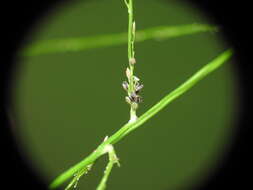 Image of Digitaria parviflora (R. Br.) Hughes