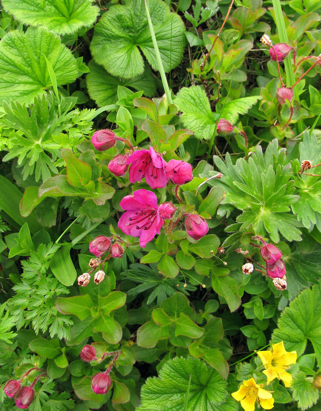 صورة Rhododendron camtschaticum subsp. glandulosum (Standl.) B. Boivin