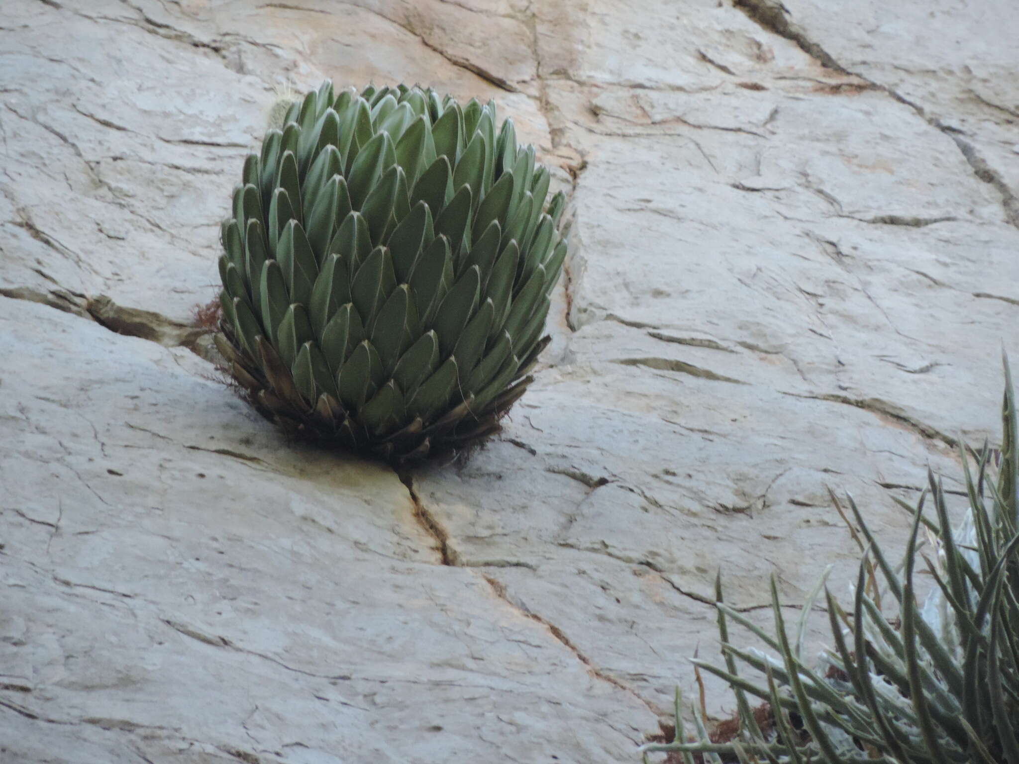 صورة Agave victoriae-reginae subsp. swobodae Halda