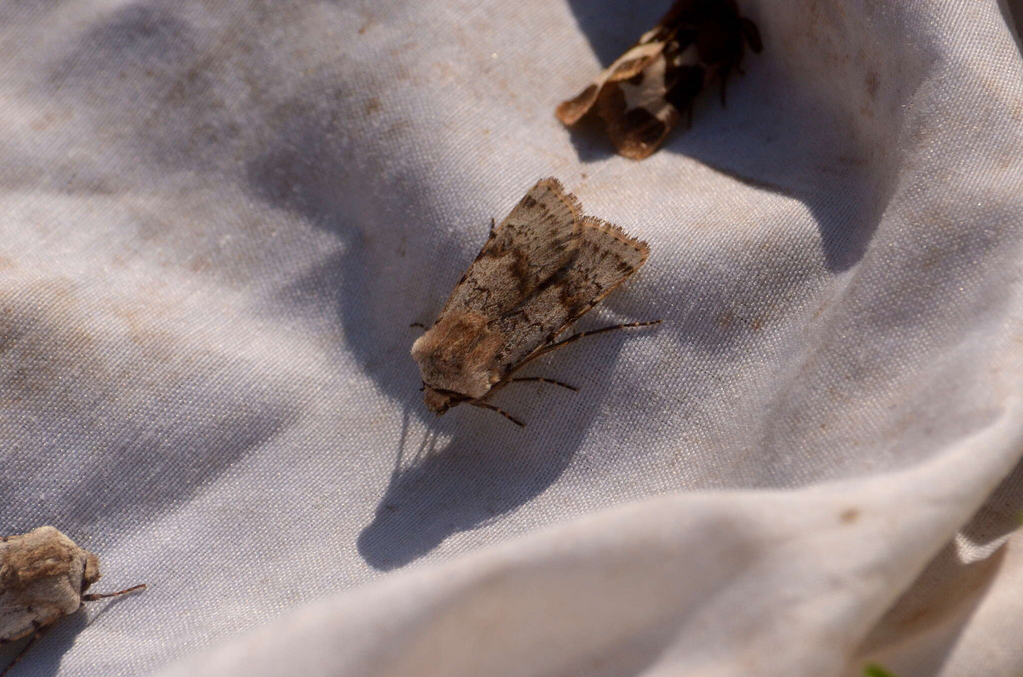 Image of light feathered rustic