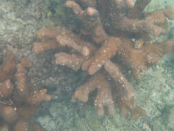 Image of Nuggety branching coral