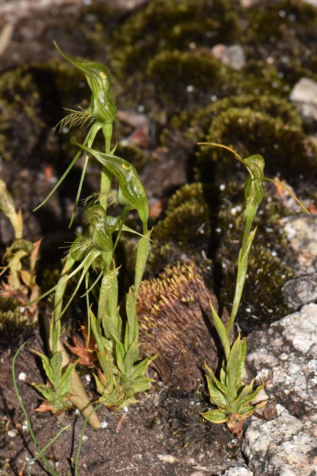 Image of Pterostylis saxosa