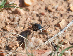 Image de Cicindela (Cicindelidia) obsoleta vulturina Le Conte 1853