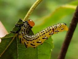 Image of Birch Sawfly