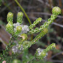 Image of Phylica stenantha Pillans