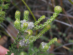 Image of Phylica stenantha Pillans