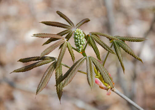 Image of painted buckeye