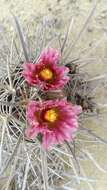 Image of Ferocactus fordii subsp. fordii