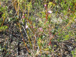 Image of Boronia filifolia F. Müll.