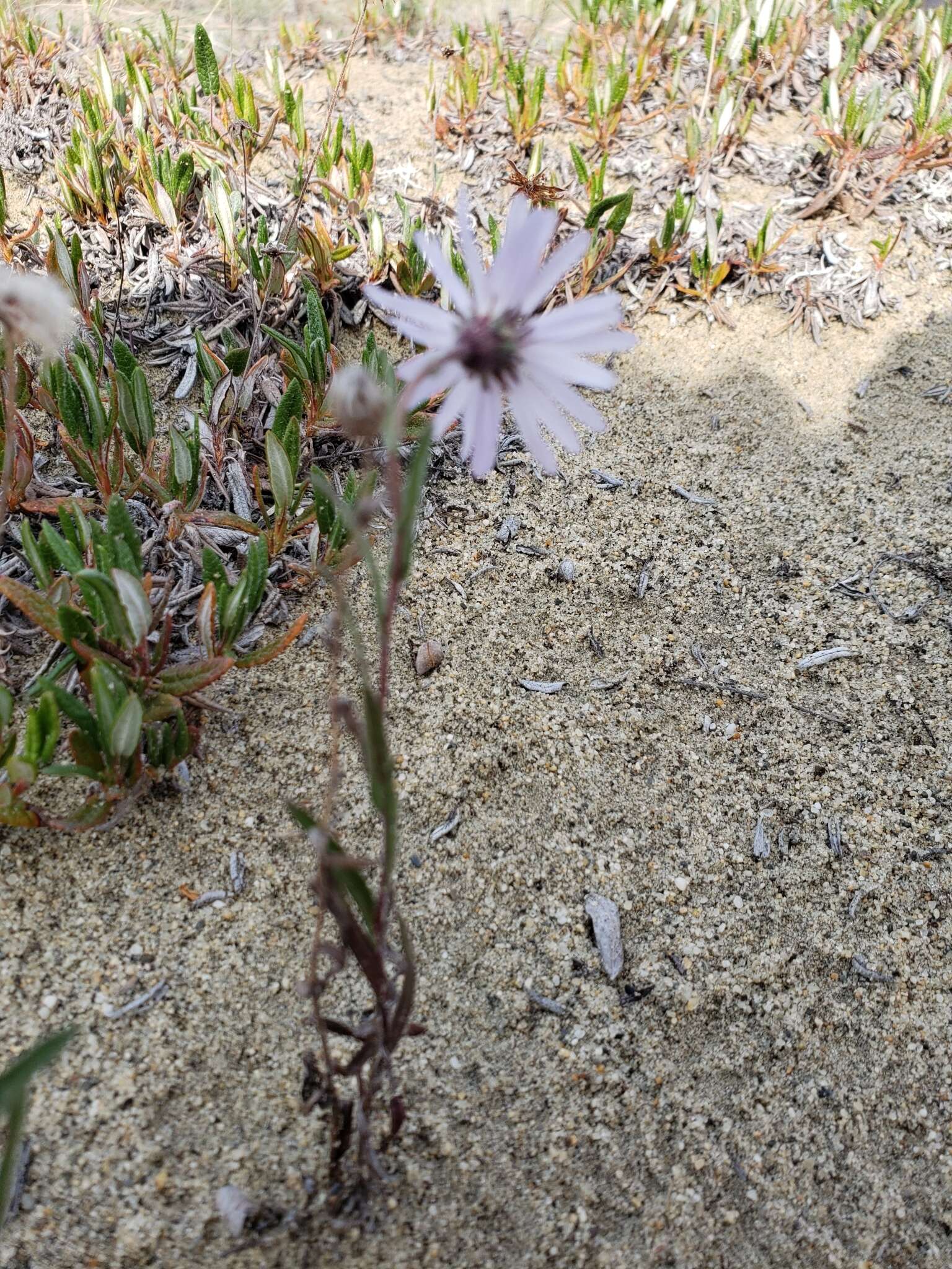 Image of Yukon aster