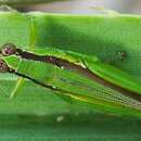 Image of Gesonula mundata (Walker & F. 1870)