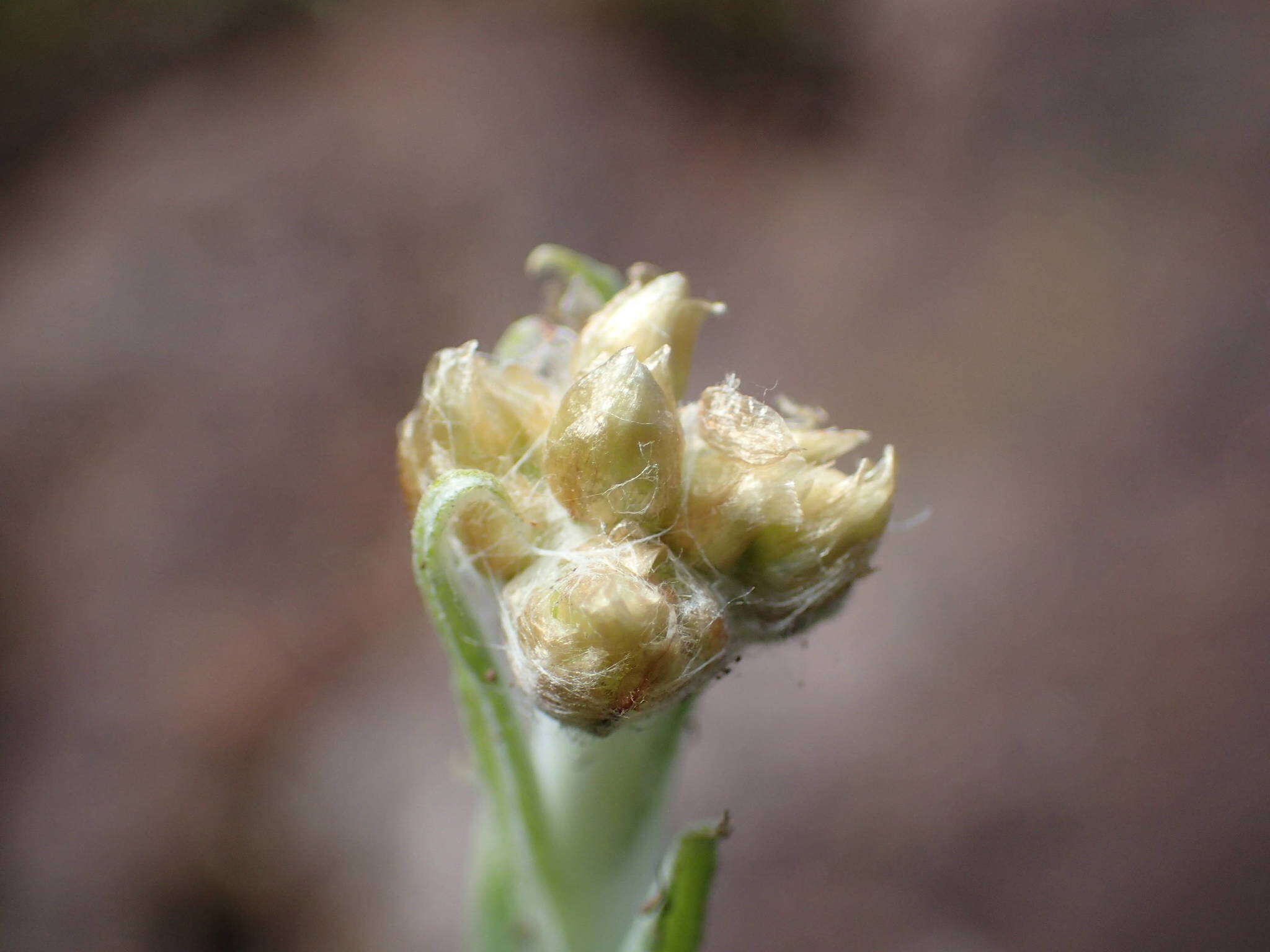 Image of many stem cudweed