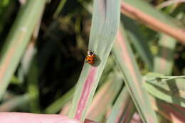 Imagem de Hippodamia tredecimpunctata (Linnaeus 1758)